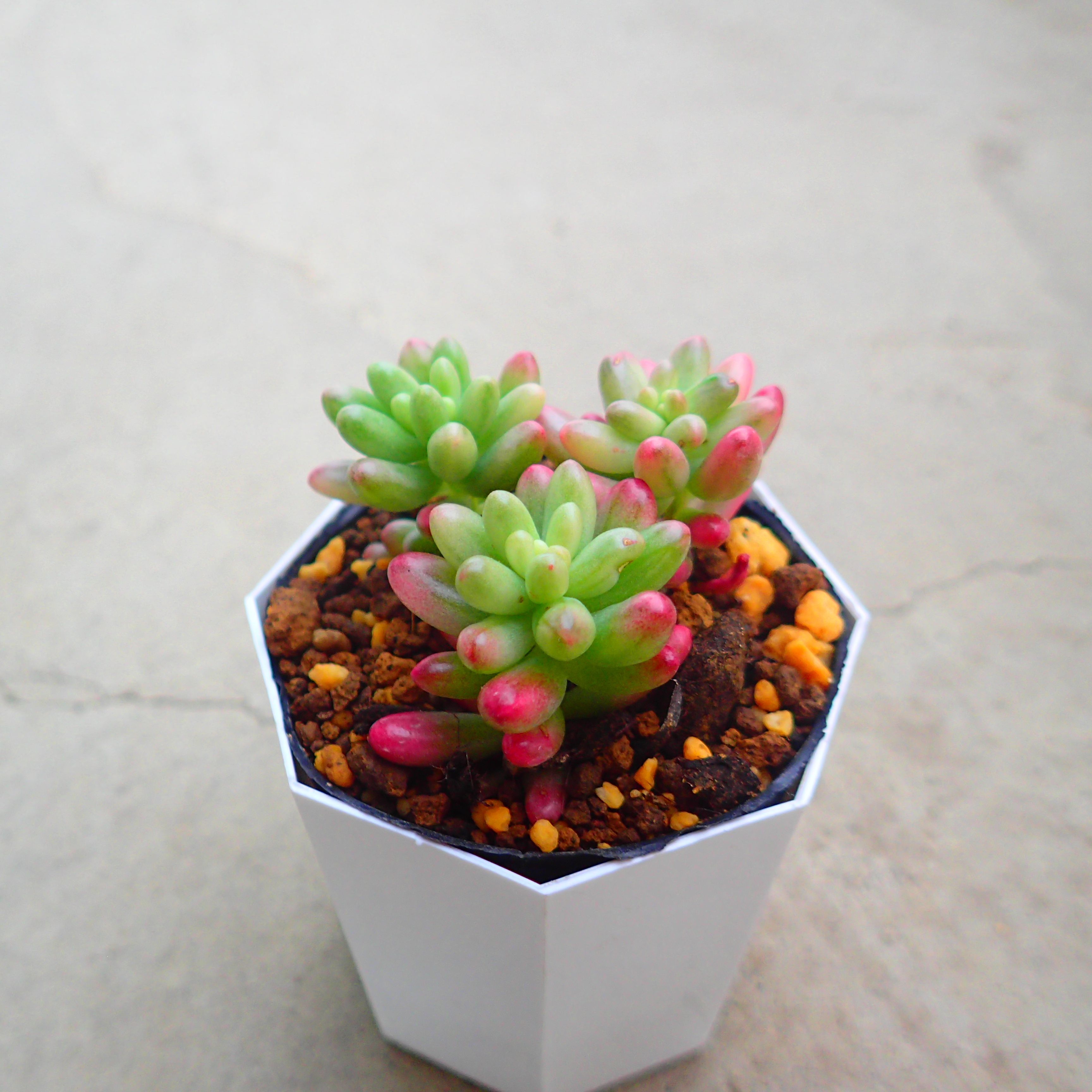 楽天市場】レウコブレファラム アエオニウム 多肉植物 サボテン アガベ