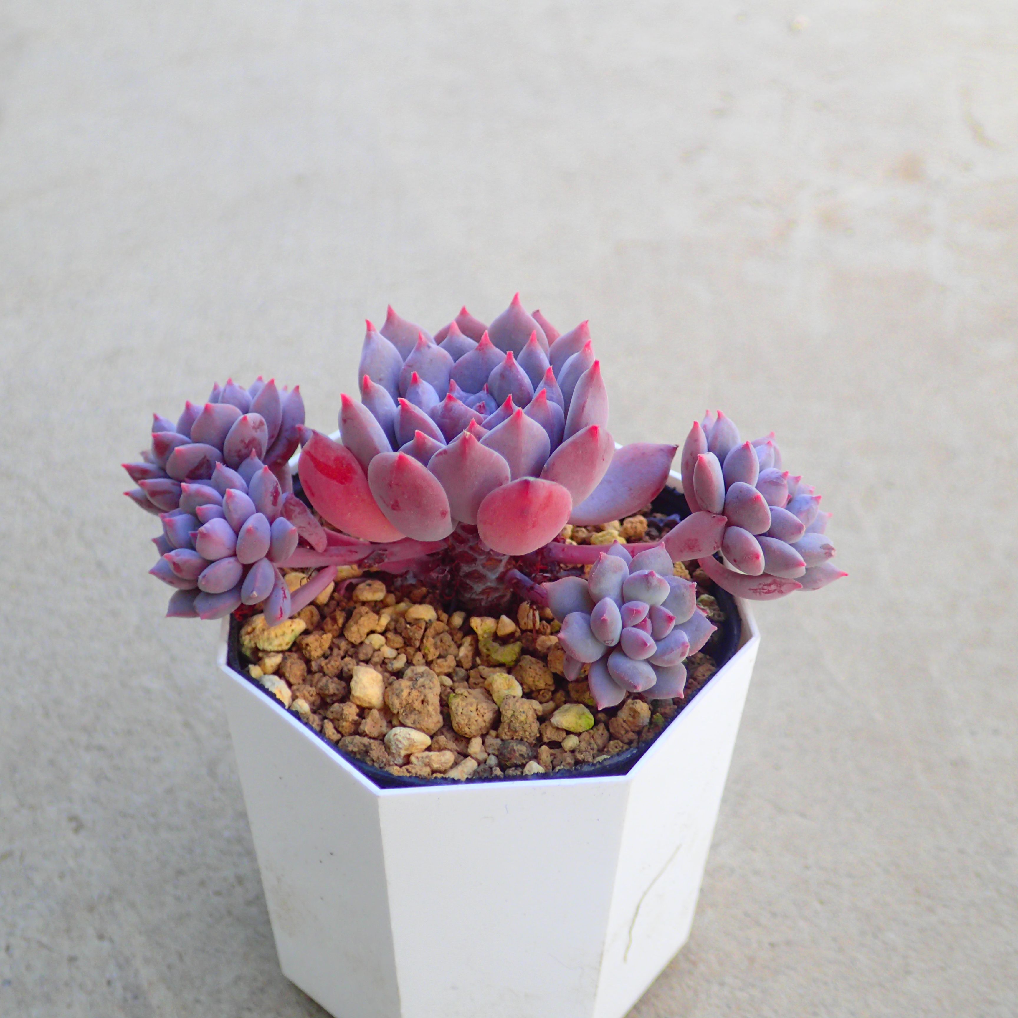 楽天市場】シャイン・マンダラ エケベリア 多肉植物 サボテン アガベ