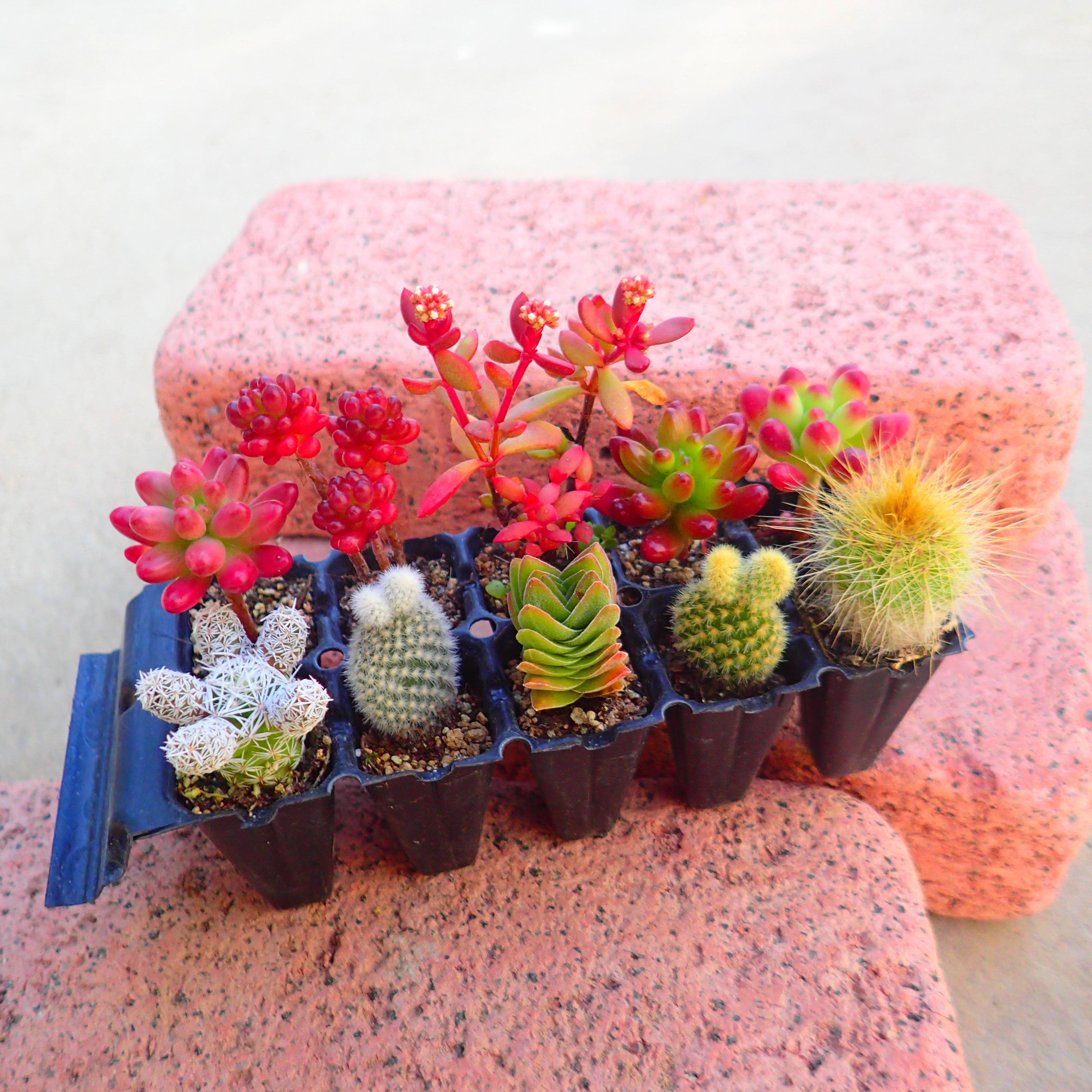 楽天市場】多肉植物【淡雪】(多肉 植物 販売)グラプトペタルム あわ