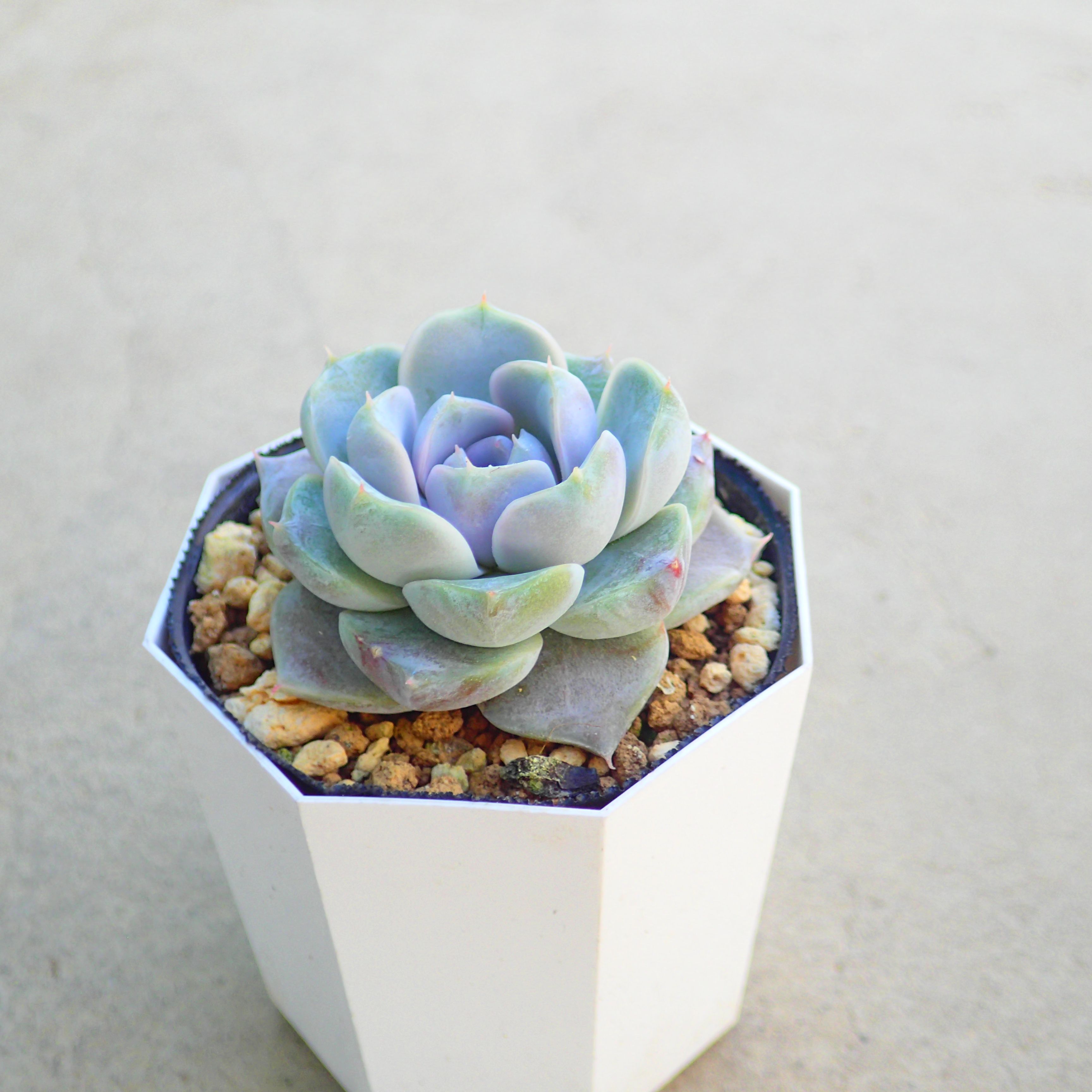 楽天市場】レウコブレファラム アエオニウム 多肉植物 サボテン アガベ