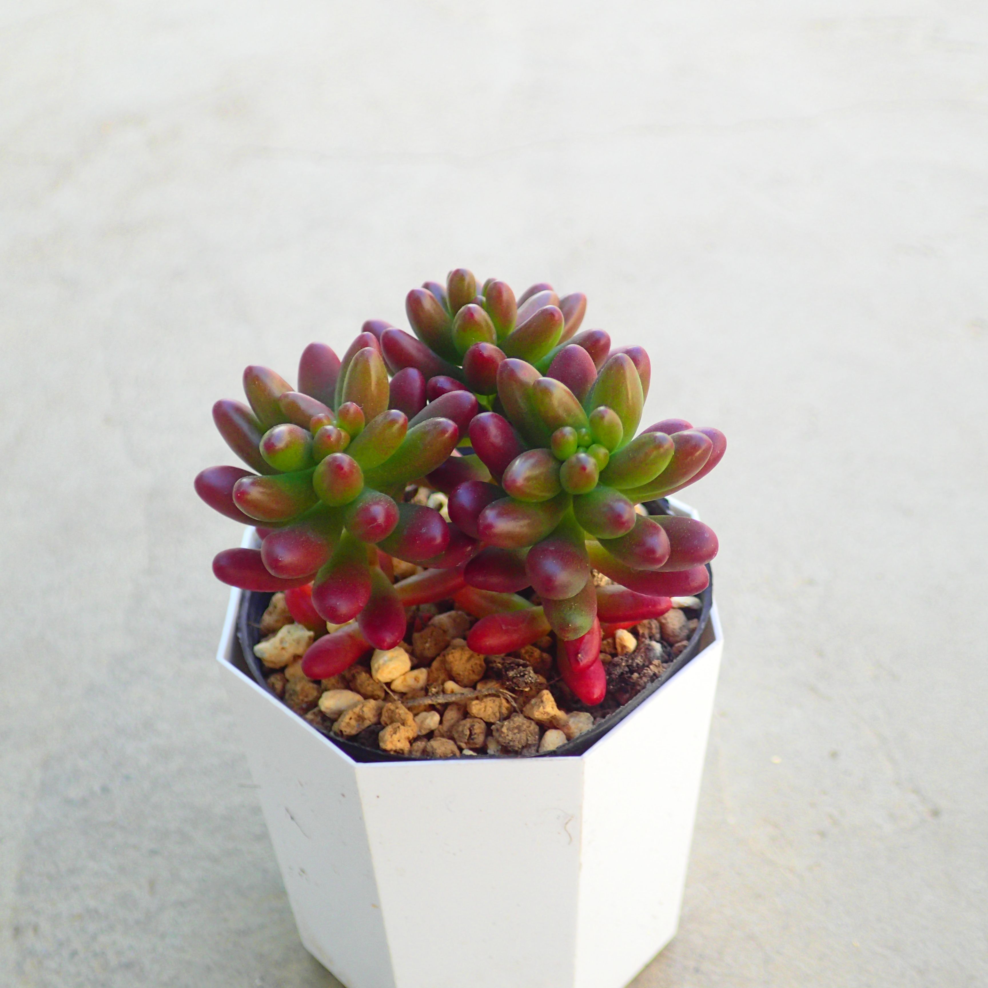 楽天市場】ベンバディス エケベリア 多肉植物 サボテン アガベ 塊根