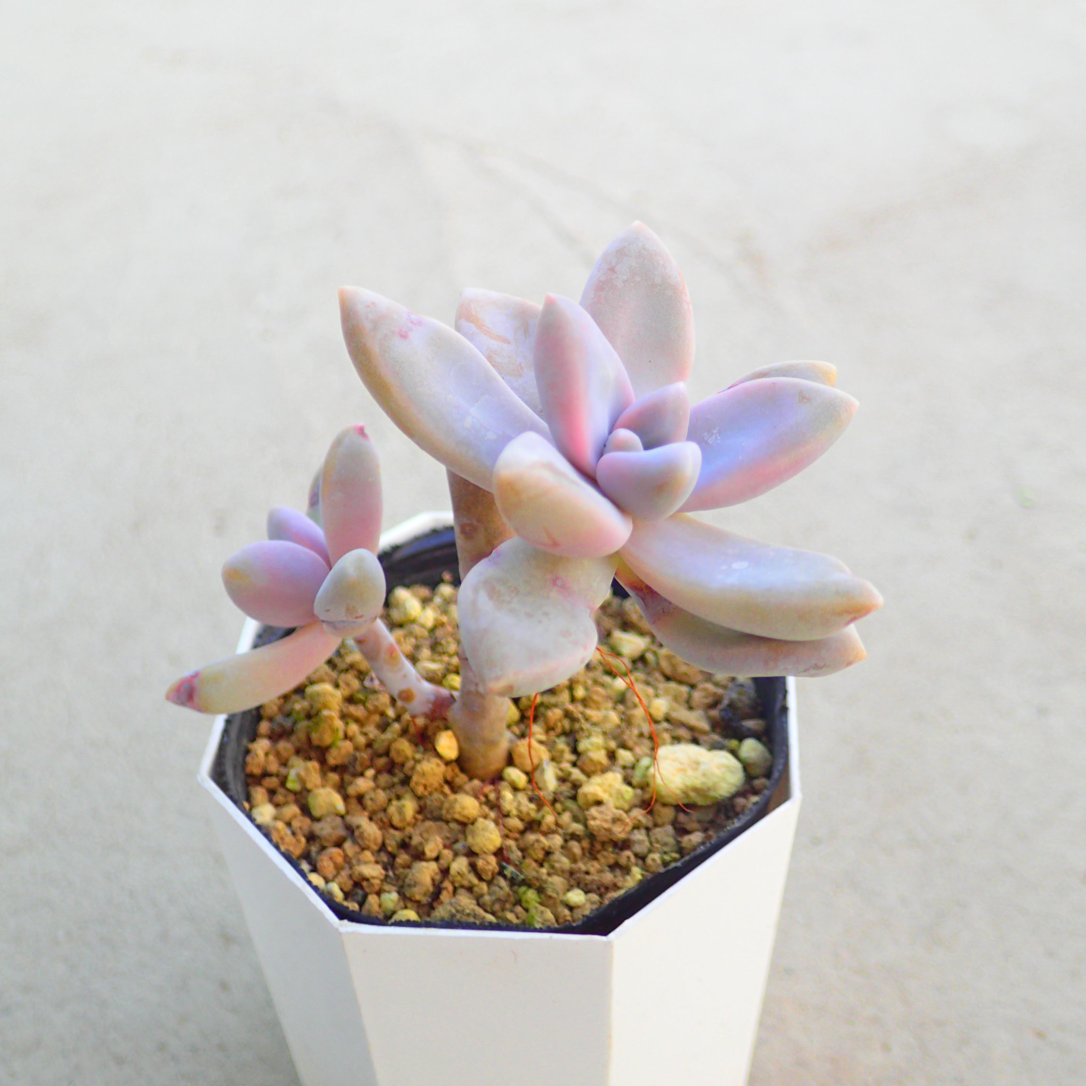 楽天市場】シャイン・マンダラ エケベリア 多肉植物 サボテン アガベ