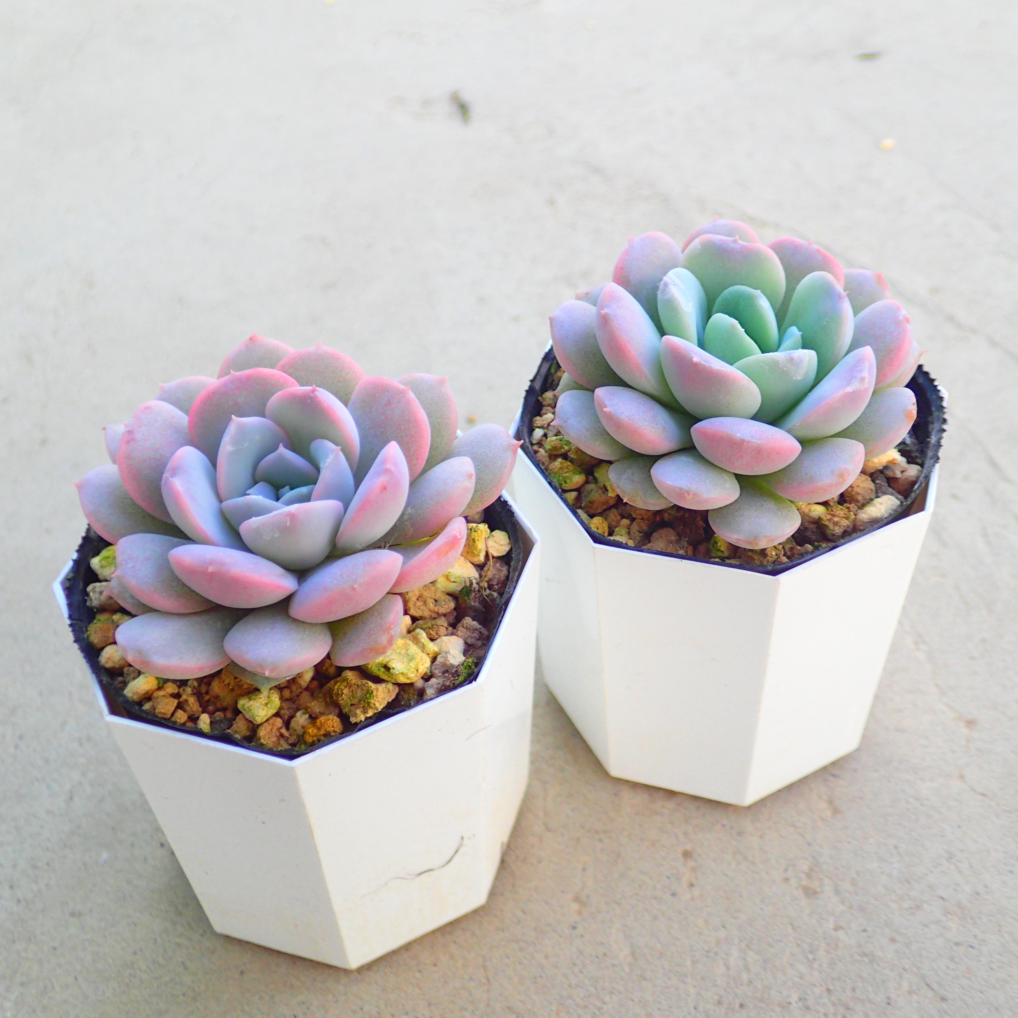 楽天市場】多肉植物 エケベリア アメイジンググレイス 韓国苗 抜き苗