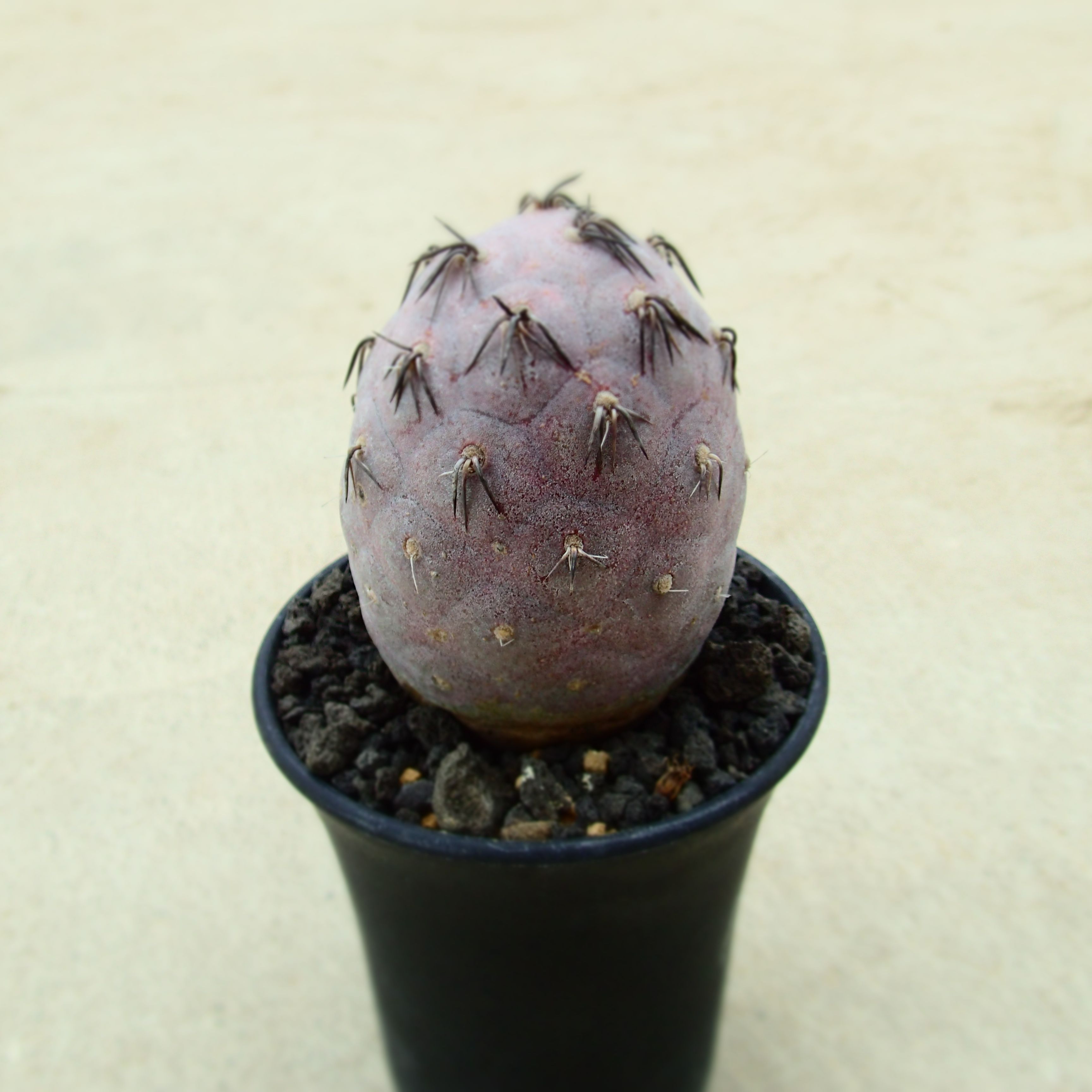ゲオメトリクス 赤肌黒棘 テロカクタス ビザールプランツ 多肉植物 カクタス アガベ 塊根草木 ユーフォルビア 寄せ植え 室内装飾 観葉草木 格好のいい 雑貨 花・観葉植物-花・ガーデン・DIY-観葉植物