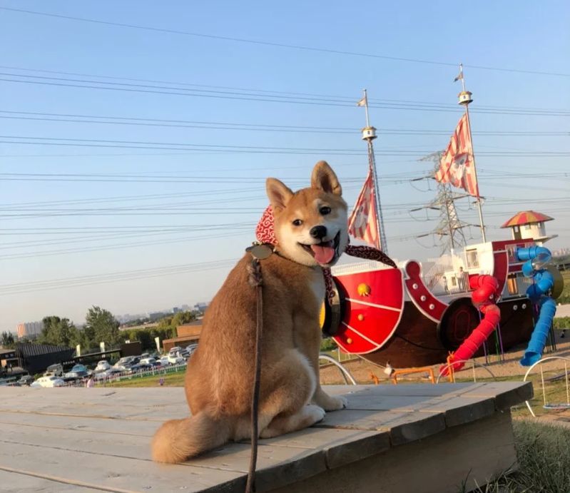 市場 送料無料 可愛い からくさ 唐草模様 首飾り おしゃれ 犬用 スカーフ かわいい ペット用バンダナ 猫用