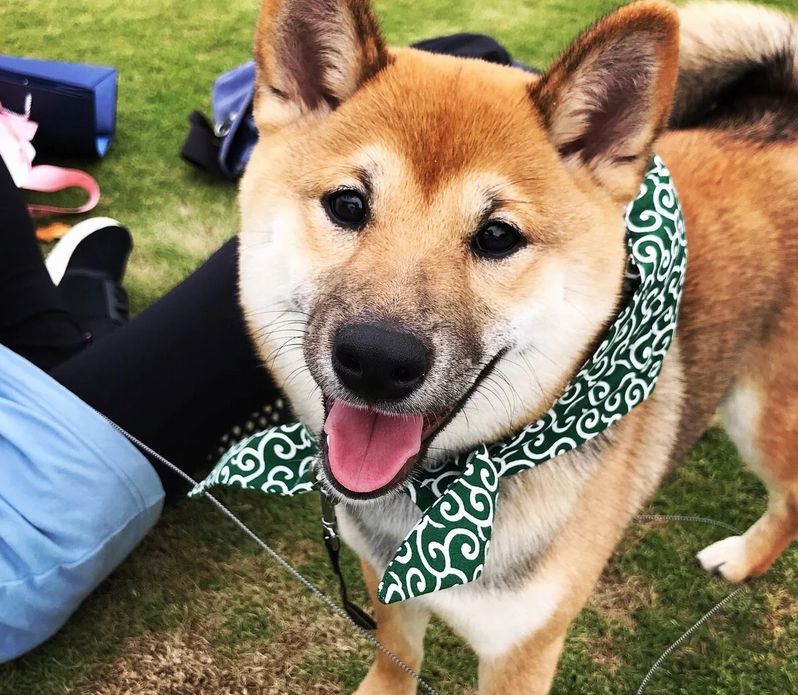 市場 送料無料 可愛い からくさ 唐草模様 首飾り おしゃれ 犬用 スカーフ かわいい ペット用バンダナ 猫用