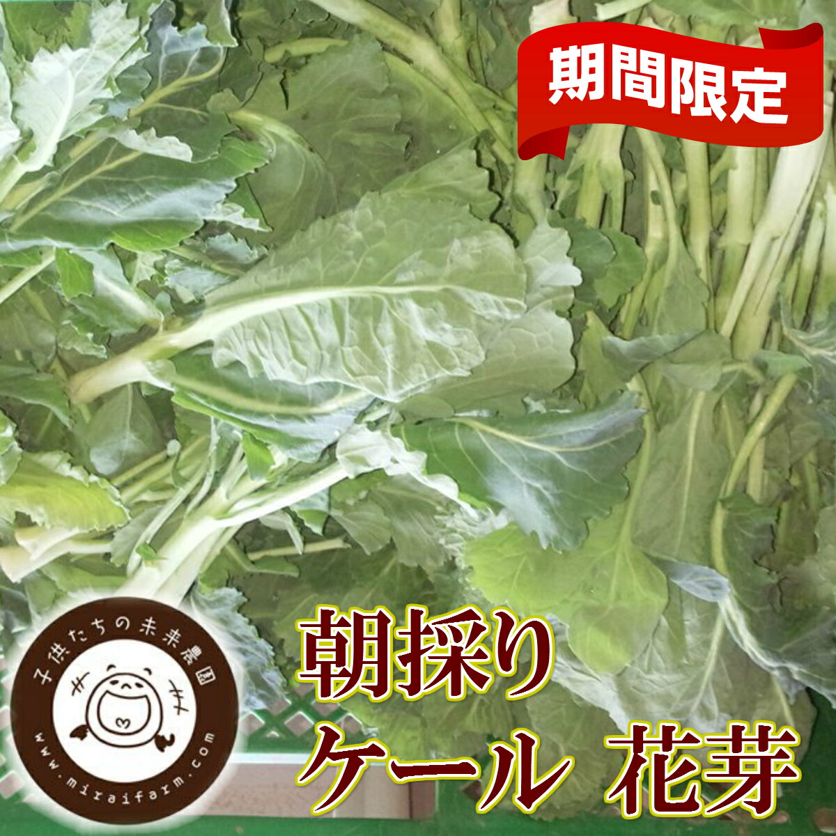 楽天市場 朝採れ新鮮 ケール花芽0g 無科学肥料 化学合成農薬不使用 国産 茨城県産 産地直送 農家直送 朝採り 野菜 少量 0g ケール 花 芽 珍しい 希少 新鮮 期間限定 Lafrutta