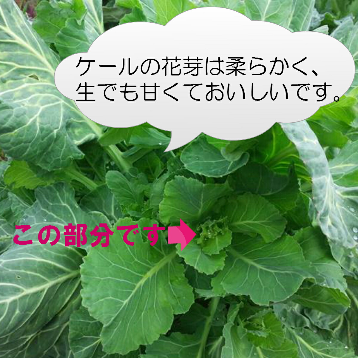 楽天市場 朝採れ新鮮 ケール花芽0g 無科学肥料 化学合成農薬不使用 国産 茨城県産 産地直送 農家直送 朝採り 野菜 少量 0g ケール 花 芽 珍しい 希少 新鮮 期間限定 Lafrutta