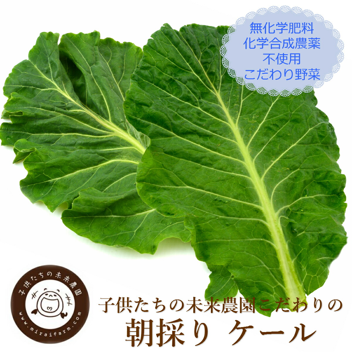 楽天市場 朝採れ新鮮 ケール生葉 500g 朝採れ野菜 無科学肥料 化学合成農薬不使用 ケール 生 葉 国産 茨城県産 産地直送 農家直送 朝採り野菜 無農薬 青汁 スムージー ジュース オススメ Lafrutta