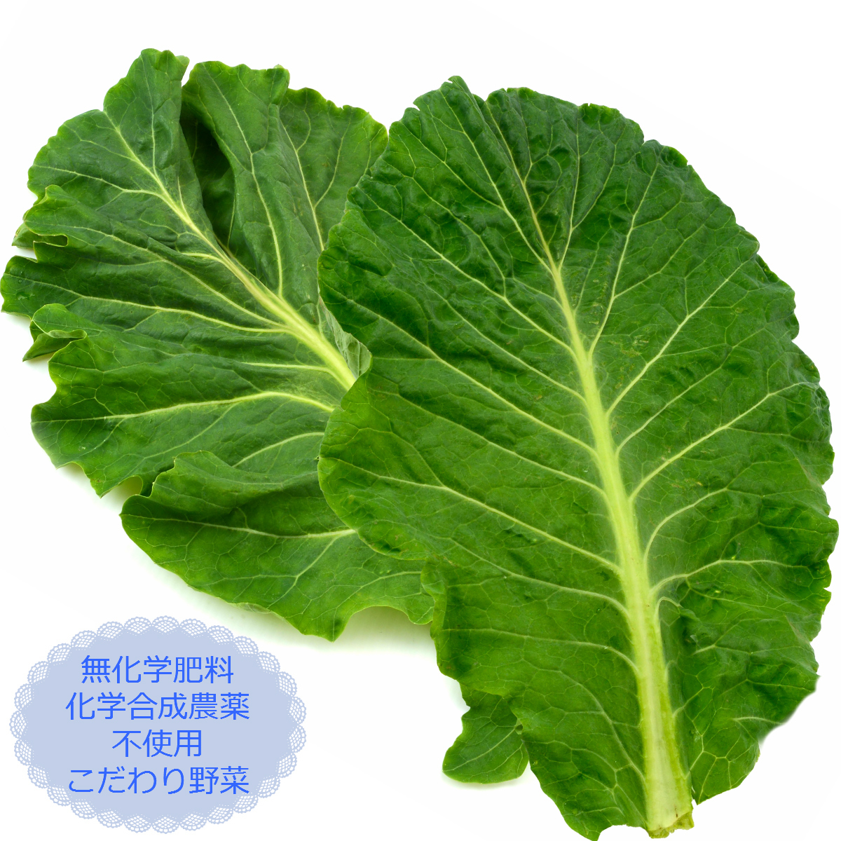 楽天市場 朝採れ新鮮 ケール生葉 500g 朝採れ野菜 無科学肥料 化学合成農薬不使用 ケール 生 葉 国産 茨城県産 産地直送 農家直送 朝採り野菜 無農薬 青汁 スムージー ジュース オススメ Lafrutta