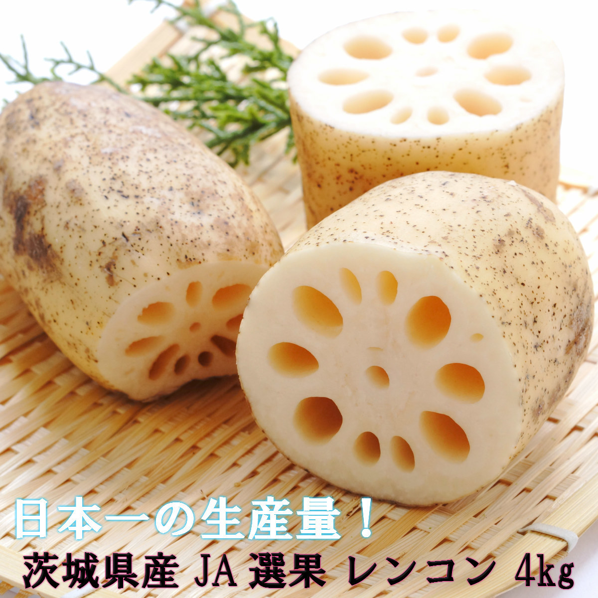 楽天市場 4kg れんこん 茨城県産 レンコン 蓮根 茨城県産 ギフト 手土産 贈答用 おすすめ Ja 農協 高品質 送料無料 お歳暮 シャキシャキ 甘い 濃い コク 安心 安全 美味しい 訳ありではありません 送料無料 Renkon Lafrutta