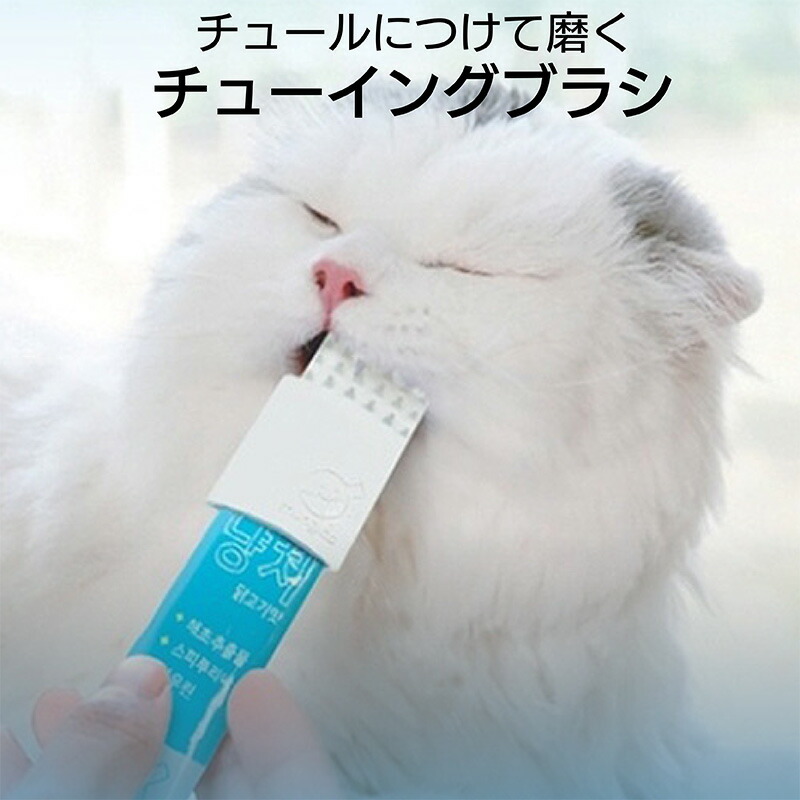 ペットとして飼うのに最適な小型げっ歯類トップ 10
