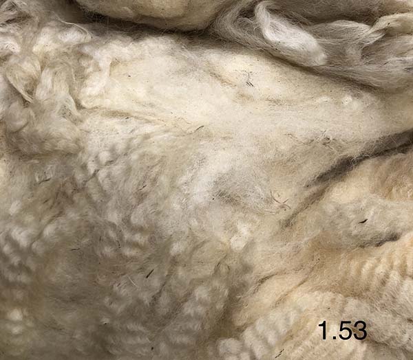 グリージーウール シェットランド 太番手白系1 53kg 紡毛 紡ぎ 手織り 織機 染め 羊毛 フェルト ニードル 糸 綿 ウール 絹 フェアアイルで有名なイギリス シェットランド島 から 毛刈りしたままの汚毛です グレー 茶1kg シェットランドグリージ Wevonline Org