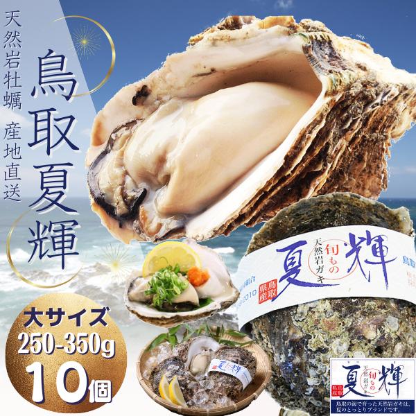 天然岩牡蠣 【夏輝】(生食用)牡蠣(活)大250g～350前後 ×１０個セット 鳥取産 朝採れ 刺身用 送料無料(岩ガキ/岩がき)
