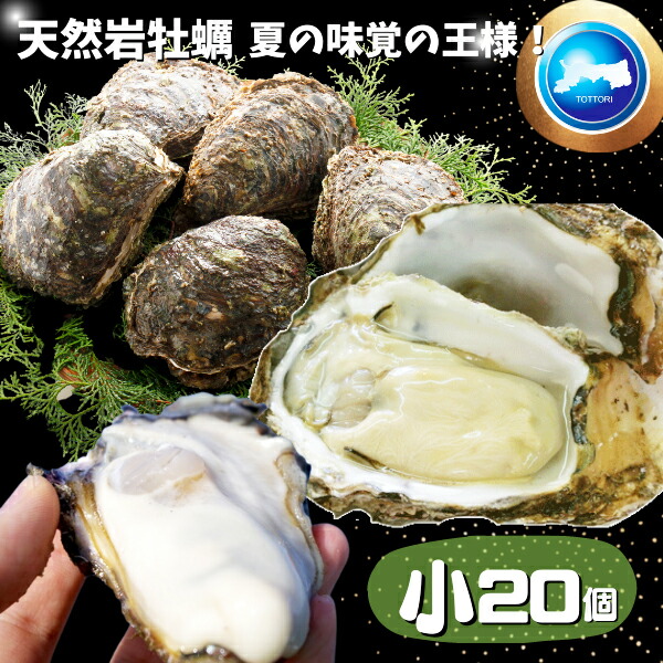 天然岩牡蠣(活)100~150g前後times;10個店長お勧め品朝採れ鳥取産(岩ガキ/岩がき)刺身用
