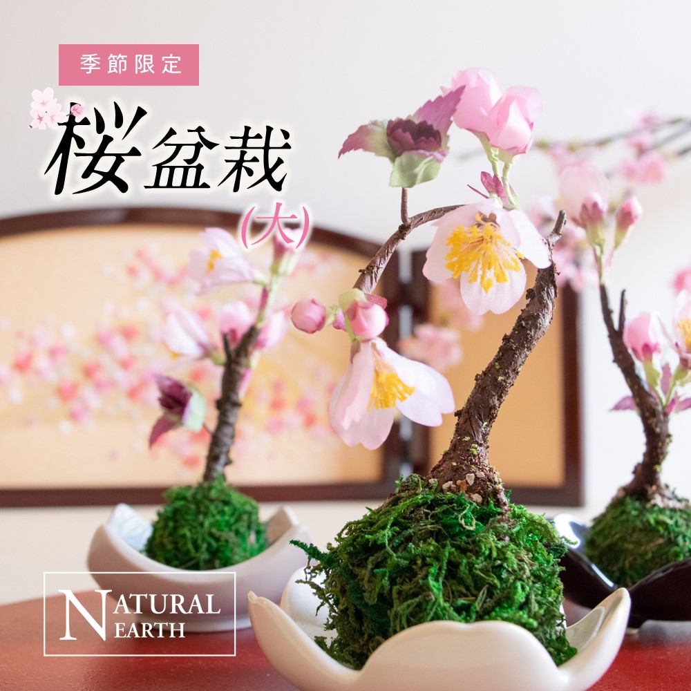 楽天市場 割引クーポン配布中 長持ち さくら盆栽 大 苔玉 かわいい 桜 お手入れ不要 おしゃれ インテリア 3000円 アートフラワー インテリア アレンジ 送料無料 スキンケア化粧品 ラ ミューテ