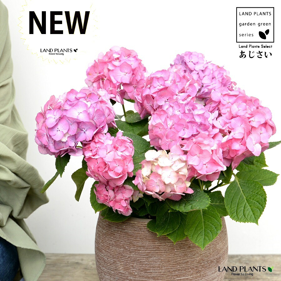 あじさい （花色：ピンク） ぽってり可愛い テラコッタ 横縞模様 【ココファイバー】紫陽花 アジサイ シチヘンゲ 七変化 ホンアジサイ ガクアジサイ ハイドランジア 素焼 陶器 茶 こげ茶 ブラウン ベージュ 花 鉢花 鉢植え ピンク色 桃色 桃