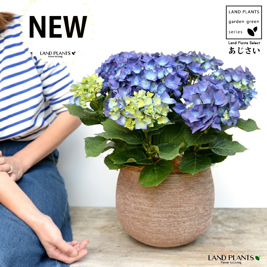 あじさい （青色） ぽってり可愛い テラコッタ 横縞模様 【ココファイバー】紫陽花 アジサイ シチヘンゲ 七変化 ホンアジサイ ハイドランジア 素焼 陶器 茶 こげ茶 ブラウン ベージュ 花 鉢花 鉢植え 青 ブルー