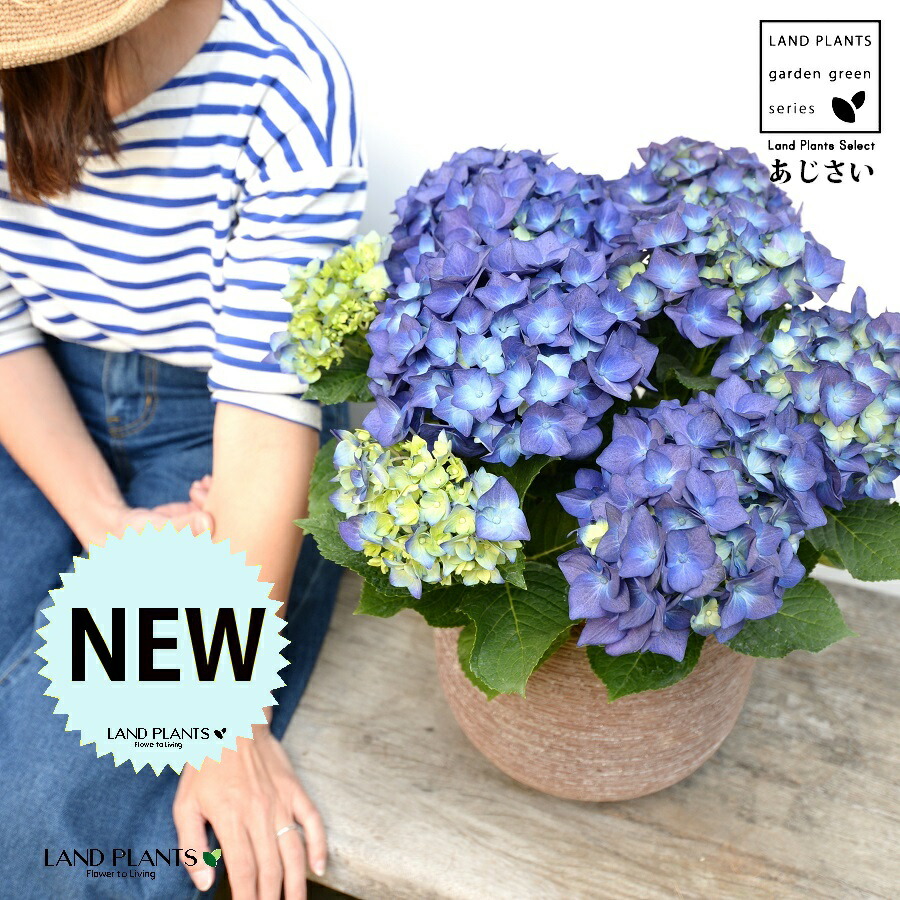 あじさい （青色） ぽってり可愛い テラコッタ 横縞模様 【ココファイバー】紫陽花 アジサイ シチヘンゲ 七変化 ホンアジサイ ハイドランジア 素焼 陶器 茶 こげ茶 ブラウン ベージュ 花 鉢花 鉢植え 青 ブルー 6,958円