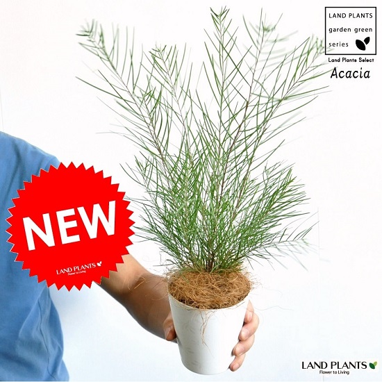 楽天市場】アカシア・フロリバンダ ミモザ 常緑樹 7号鉢 : 大神