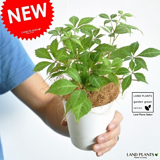 楽天市場】斑入り ヘンリーヅタ バリエガータ 2.5〜3号ポット苗 寄せ