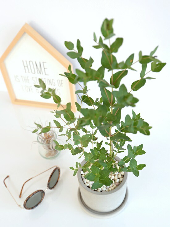 ユーカリ グニー セメント シリンダー型 陶器鉢 丸鉢 鉢植え 陶器 グレー 灰色 コンクリ コンクリート ユーカリの木 ユーカリプタス フトモモ グニ コアラ 観葉植物 送料無料 Letempslev K7a Com