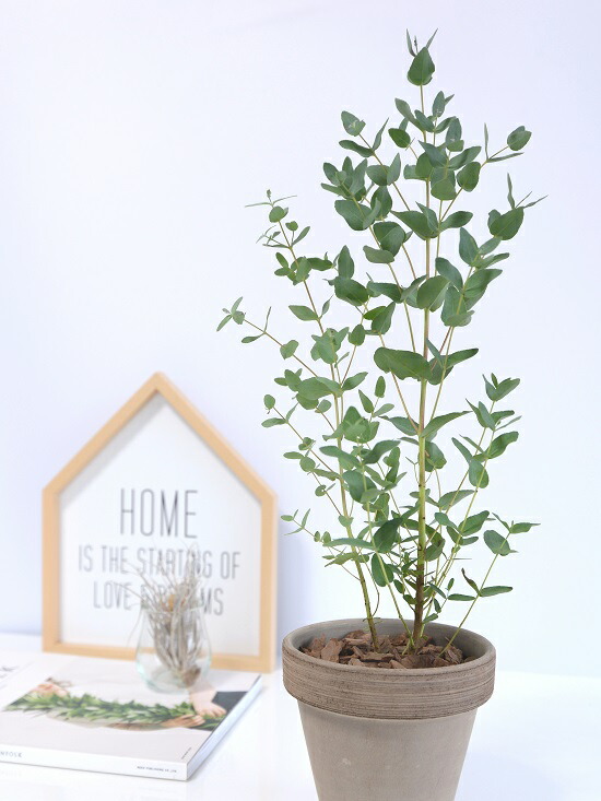 ユーカリ グニー イタリアン テラコッタ チョコレート 陶器鉢 鉢植え 陶器 茶色 テラコッタ鉢 チョコ ブラウン ユーカリの木 ユーカリプタス フトモモ グニ コアラ ここファイバー 観葉植物 送料無料 Giosenglish Com