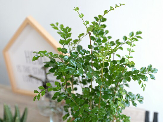 シマトネリコ 茶色 モスポット シリンダー 陶器鉢 島十練子 トネリコ 苗木 苗 島トネリコ タイワンシオジ 鉢植え 陶器 テラコッタ鉢 丸形 ブラウン 茶 オレンジ 苔 コケ 観葉植物 バルコニスト 送料無料 Marcsdesign Com