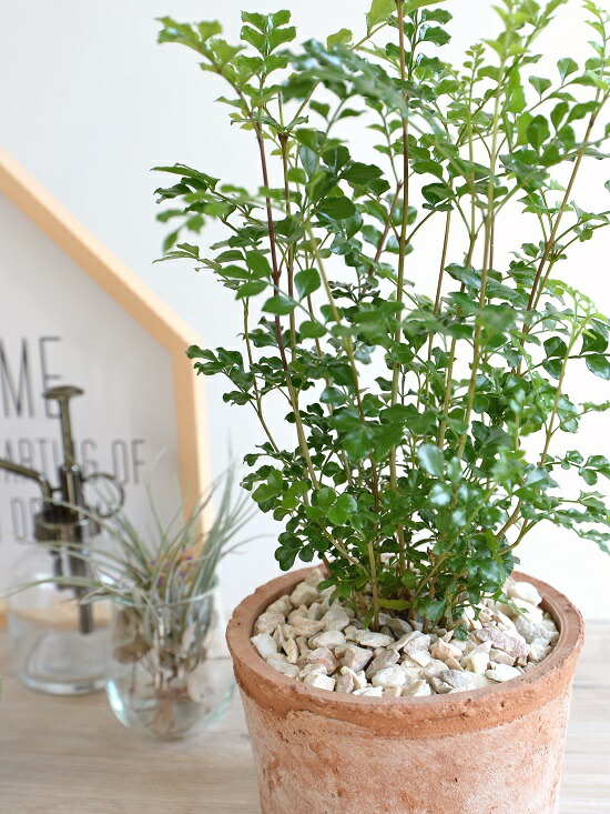 シマトネリコ 茶色 モスポット シリンダー 陶器鉢 島十練子 トネリコ 苗木 苗 島トネリコ タイワンシオジ 鉢植え 陶器 テラコッタ鉢 丸形 ブラウン 茶 オレンジ 苔 コケ 観葉植物 バルコニスト 送料無料 Marcsdesign Com