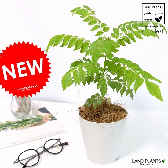 カレーリーフ苗　実付き 楽天市場】カレーリーフ 実生 5号ポットまたは鉢苗 : 苗木部