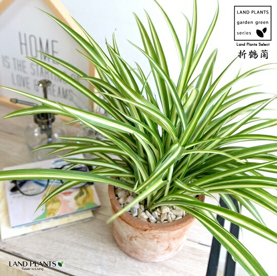 楽天市場】【観葉植物】オリヅルラン 陶器鉢仕立 ニトリ 【メーカー