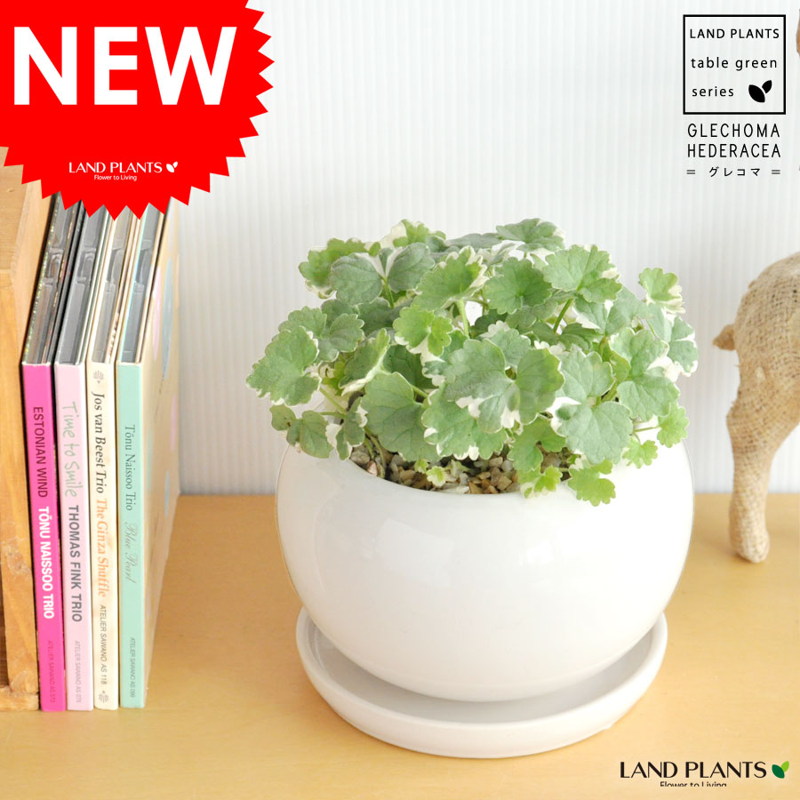 グレコマ バリエガータ 白色 丸型 陶器鉢 グランドアイビー とっても優しい印象の植物 グランドカバー 観葉植物 Educaps Com Br