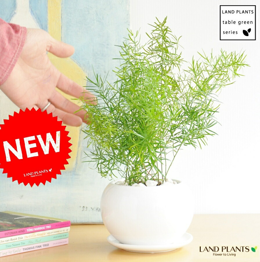 楽天市場 観葉植物 アスパラガス スプレンゲリー 白色丸型陶器に植えた爽やか観葉 クサスギカズラ 敬老の日 ポイント消化 観葉植物 ランドプランツ