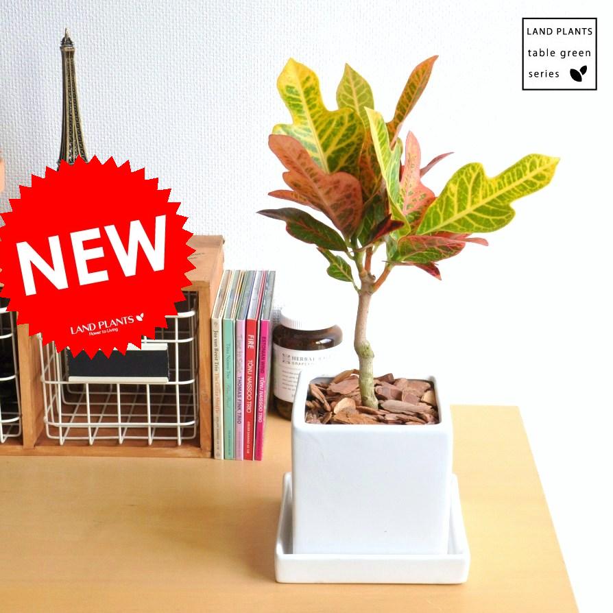 楽天市場】クロトン（エクセレント：EX） 10号 プラスチック鉢 1鉢 変