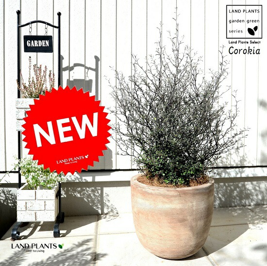 【確認用】　コロキア・コトネアスター コロキア コトネアスター コトネアステル : a.k.g - 通販 - Yahoo