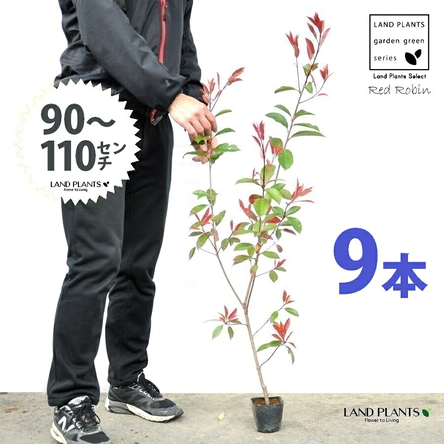 【おテスト作業】 赤いことロビン 3.5号 若木 （9本） （高さ90～110糎）苗 若木 苗ポット セイヨウカナメ カナメモチ 生け垣 生け垣 つつみ隠し 壁面緑化 緑であることウォール 緑であること窓かけ 鉢植え 植木 庭木 eco エコ 生あたたかい化 生あたたかい化打つ手 生け垣御手伝い金