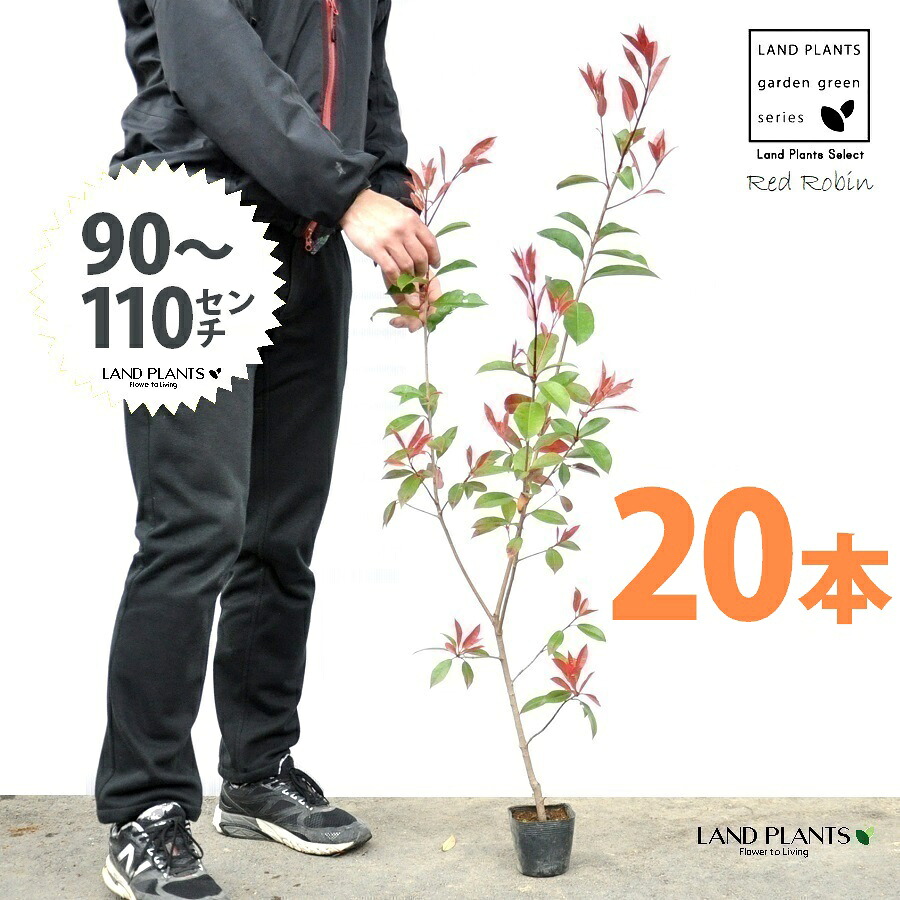 【お試し】 レッドロビン 3.5号 苗木 （20本） （高さ90～110cm）苗 苗木 苗ポット セイヨウカナメ カナメモチ 生垣 垣根 目隠し 壁面緑化 グリーンウォール グリーンカーテン 鉢植え 植木 庭木 eco エコ 温暖化 温暖化対策 生垣助成金