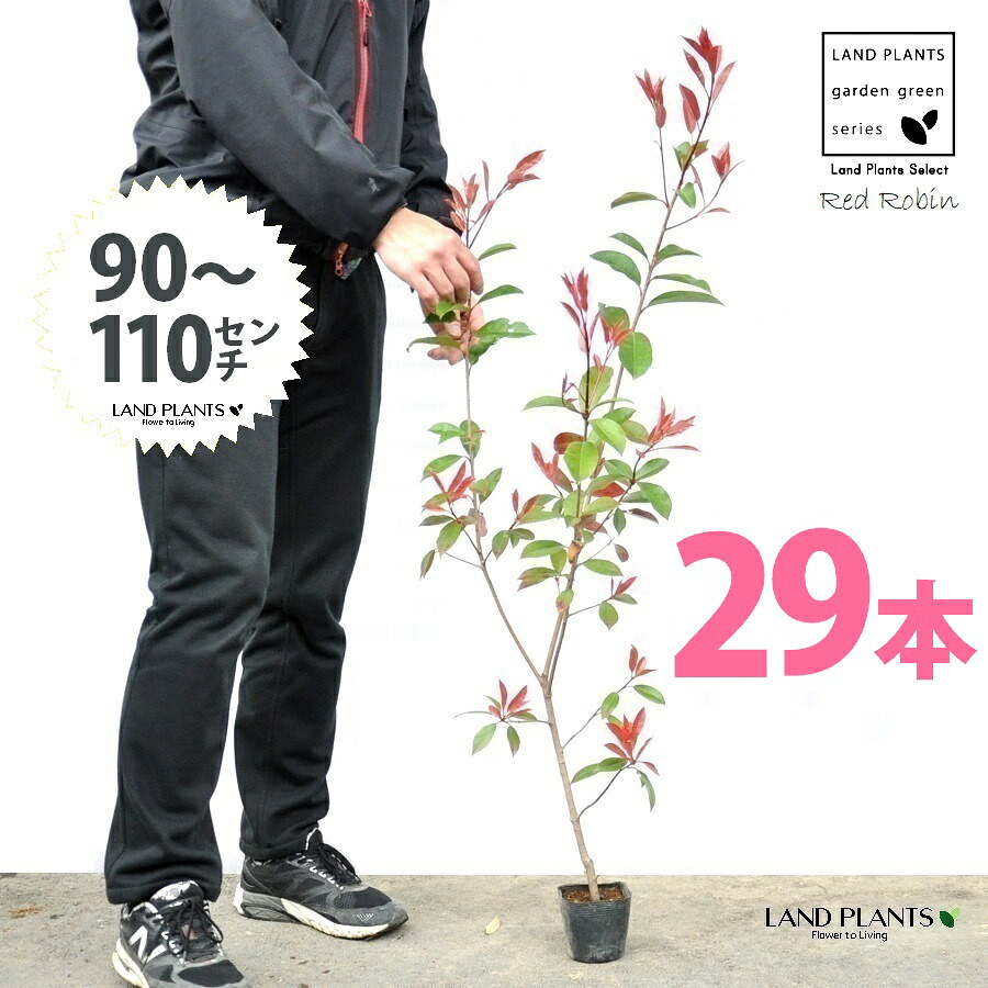 【お試し】 レッドロビン 3.5号 苗木 （29本） （高さ90～110cm）苗 苗木 苗ポット セイヨウカナメ カナメモチ 生垣 垣根 目隠し 壁面緑化 グリーンウォール グリーンカーテン 鉢植え 植木 庭木 eco エコ 温暖化 温暖化対策 生垣助成金｜LAND PLANTS 店