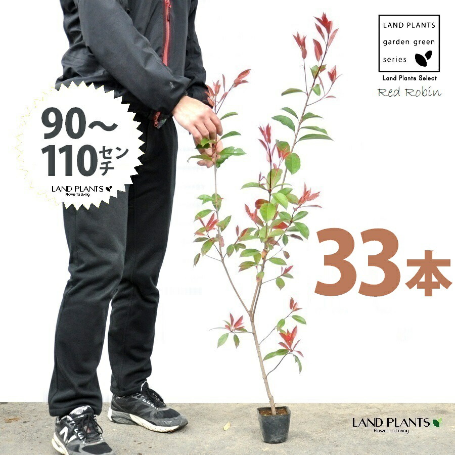【お試し】 レッドロビン 3.5号 苗木 （33本） （高さ90～110cm）苗 苗木 苗ポット セイヨウカナメ カナメモチ 生垣 垣根 目隠し 壁面緑化 グリーンウォール グリーンカーテン 鉢植え 植木 庭木 eco エコ 温暖化 温暖化対策 生垣助成金