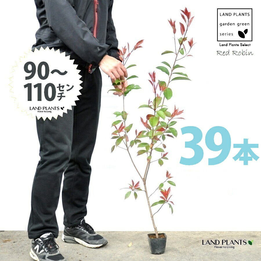 【お試し】 レッドロビン 3.5号 苗木 （39本） （高さ90～110cm）苗 苗木 苗ポット セイヨウカナメ カナメモチ 生垣 垣根 目隠し 壁面緑化 グリーンウォール グリーンカーテン 鉢植え 植木 庭木 eco エコ 温暖化 温暖化対策 生垣助成金｜LAND PLANTS 店 26,675円