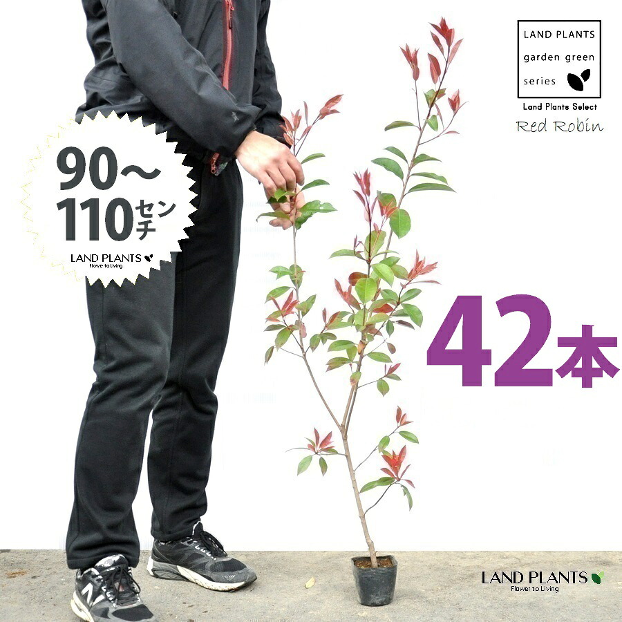 【お試し】 レッドロビン 3.5号 苗木 (42本) (高さ90~110cm)苗 苗木 苗ポット セイヨウカナメ カナメモチ 生垣 垣根 目隠し 壁面緑化 グリーンウォール グリーンカーテン 鉢植え 植木 庭木 eco エコ 温暖化 温暖化対策 生垣助成金