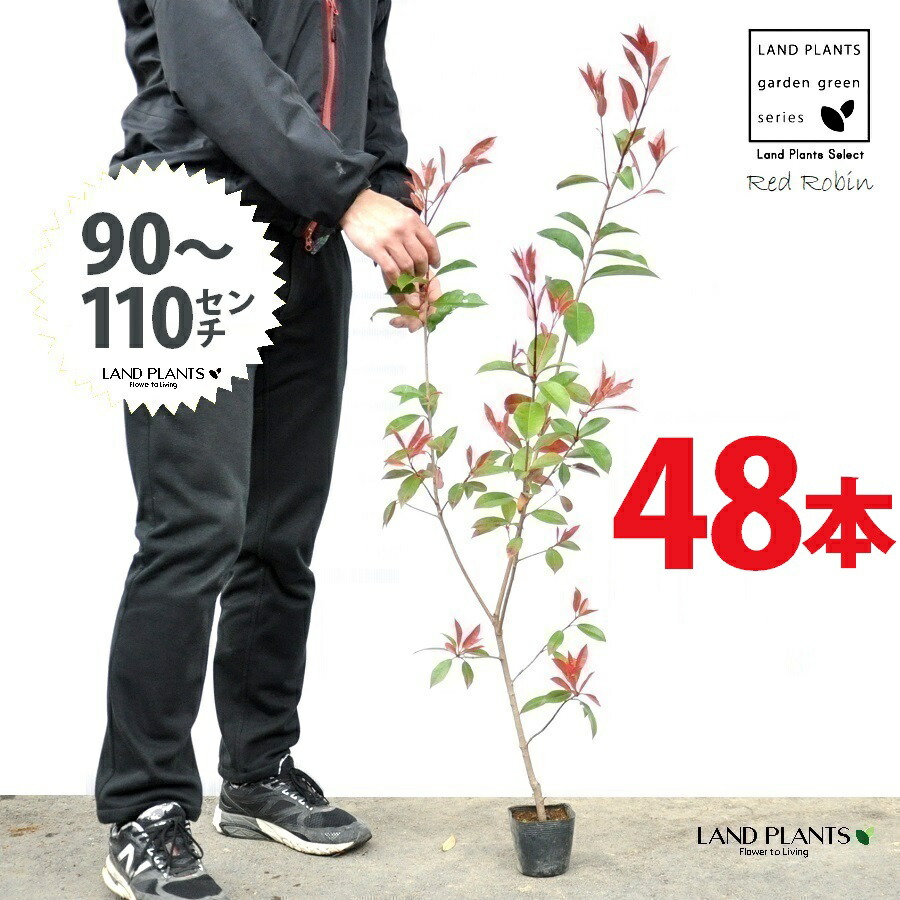 【おテスト作業】 赤いことロビン 3.5号 若木 （48本） （高さ90～110糎）苗 若木 苗ポット セイヨウカナメ カナメモチ 生け垣 駒寄せ 包みかくし 壁面緑化 緑であることウォール 緑であること覆い布 鉢植え 植木 庭木 eco エコ 生あたたかい化 生あたたかい化打つ手 生け垣御手伝い金