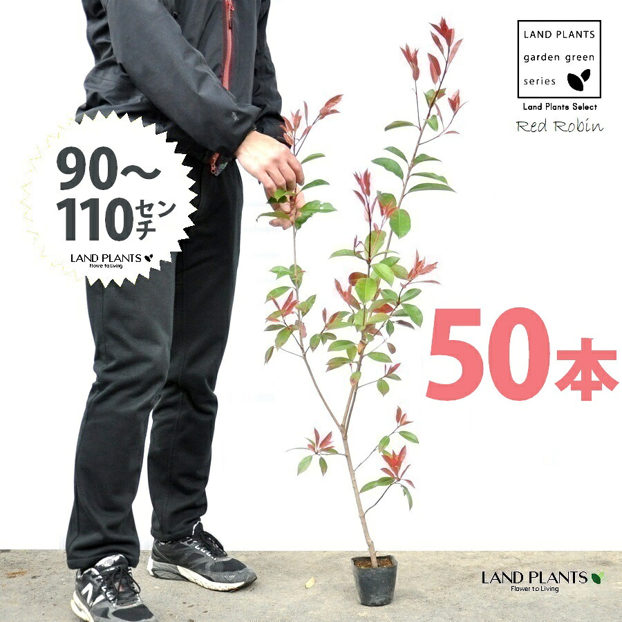 【おテスト作業】 赤いことロビン 3.5号 若木 （50本） （高さ90～110糎）苗 若木 苗ポット セイヨウカナメ カナメモチ 生け垣 駒寄せ 包みかくし 壁面緑化 緑であることウォール 緑であること覆い布 鉢植え 植木 庭木 eco エコ 生あたたかい化 生あたたかい化打つ手 生け垣御手伝い金