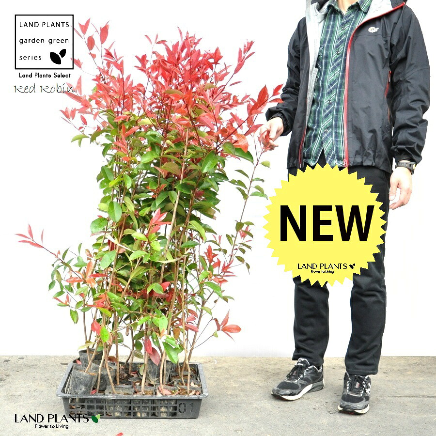 【ケース販売】 レッドロビン 3.5号 苗木 （20本） （高さ90～110cm）苗 苗木 苗ポット セイヨウカナメ カナメモチ 生垣 垣根 目隠し 壁面緑化 グリーンウォール グリーンカーテン 鉢植え 植木 庭木 eco エコ 温暖化対策 生垣助成金