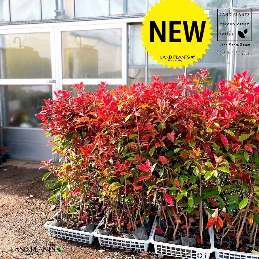 楽天市場】【ケース販売】 レッドロビン 3.5号 苗木 （20本） （高さ90