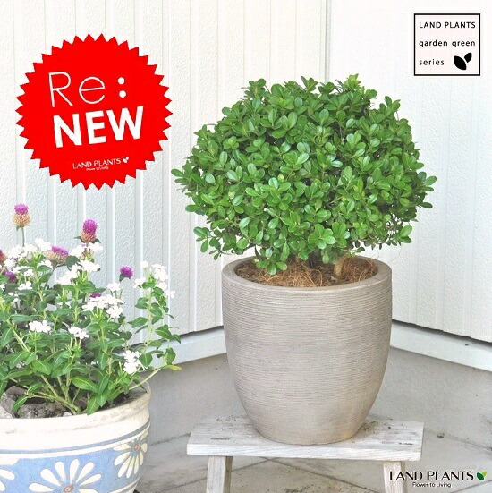 ◇金芽ツゲの木◇トピアリー◇ハート仕立て◇ 楽天市場】ギフト 木