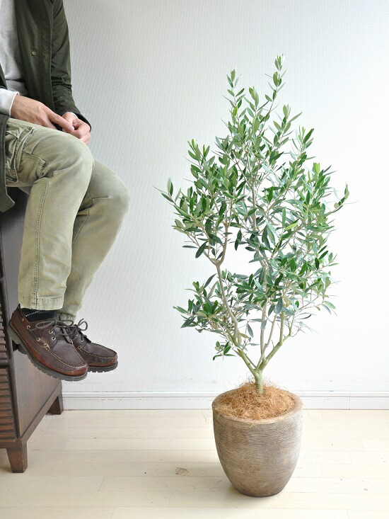 デポー オリーブ デザインの良い テラコッタ鉢 オリーブの木 鉢植えオリーブ 結婚式で両親へのプレゼント 結婚式の記念品 親贈呈ギフト 両親贈呈品 オリーブ苗 苗 苗木 鉢植え Idealdriving Com