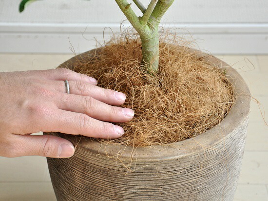 デポー オリーブ デザインの良い テラコッタ鉢 オリーブの木 鉢植えオリーブ 結婚式で両親へのプレゼント 結婚式の記念品 親贈呈ギフト 両親贈呈品 オリーブ苗 苗 苗木 鉢植え Idealdriving Com