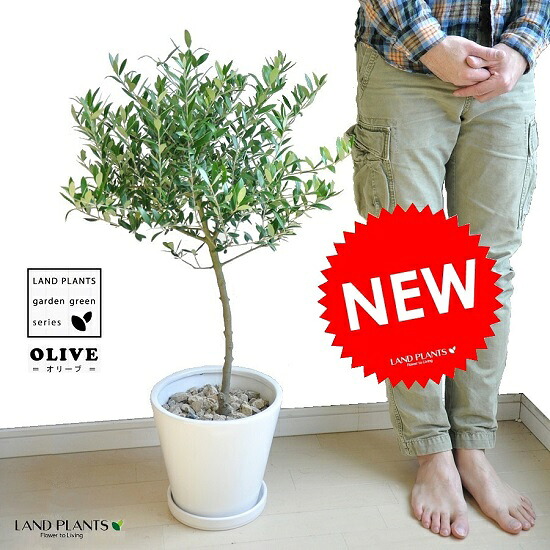 new!!　オリーブ　トピアリー仕立て　白色マットポットに植えた　オリーブの木　鉢植えオリーブ 　【楽ギフ_メッセ】【楽ギフ_メッセ入力】　結婚式で両親へのプレゼント　結婚式の記念品　親贈呈ギフト　両親贈呈品　苗　苗木　鉢植え