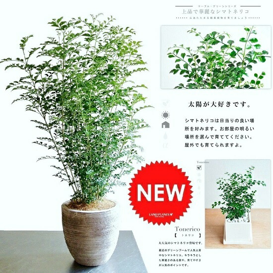 シマ秦皮 目論むの好いたらしい テラコッタ 鉢植え （横縞） 株立ち 素焼 瀬戸もの鉢 鉢 赤銅色 茶 こげ茶 ベージュ 苗 若木 大型 8号 観葉草木